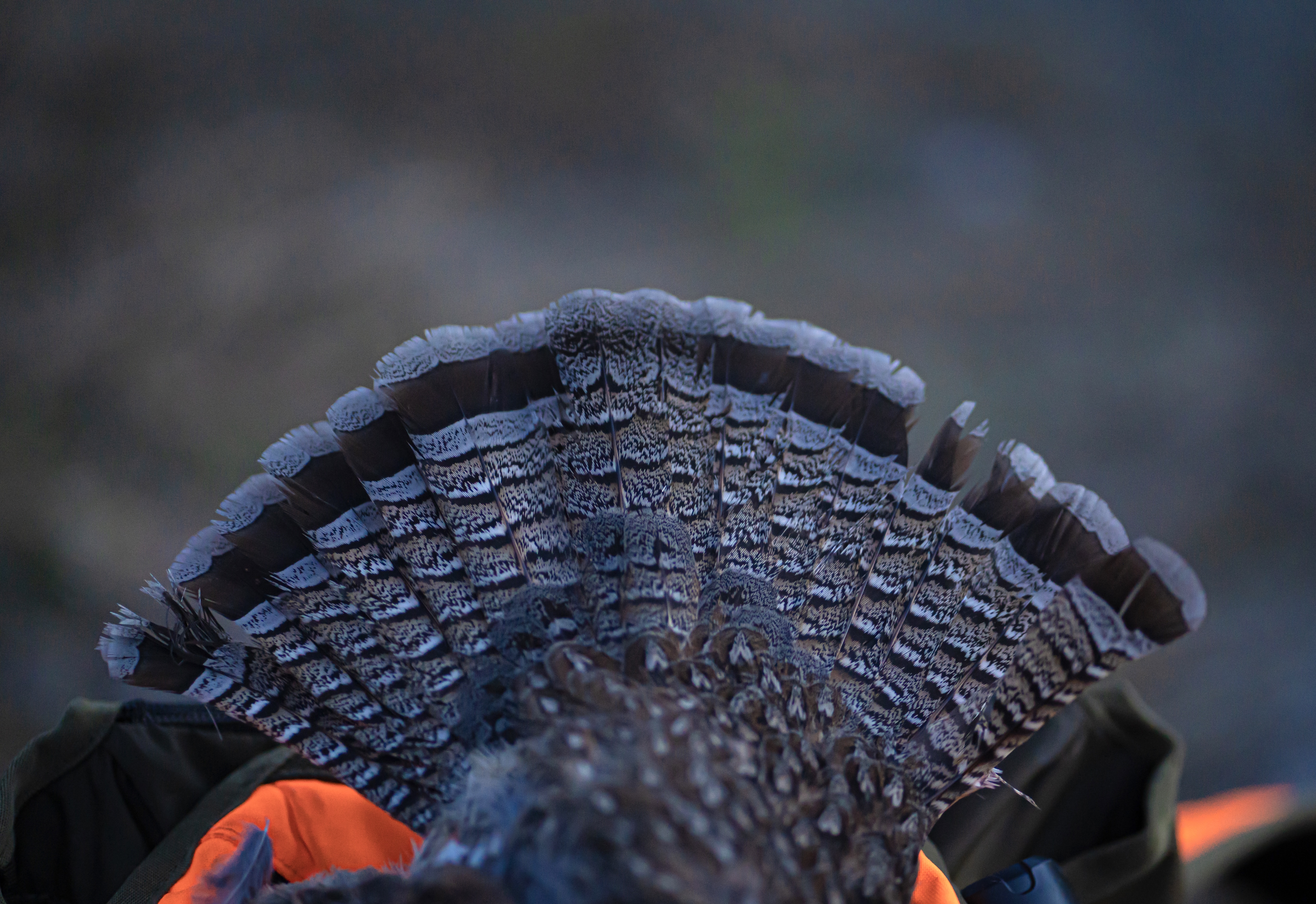 Ruffed Grouse