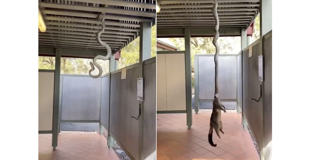 python trying to pull possum into the rafters
