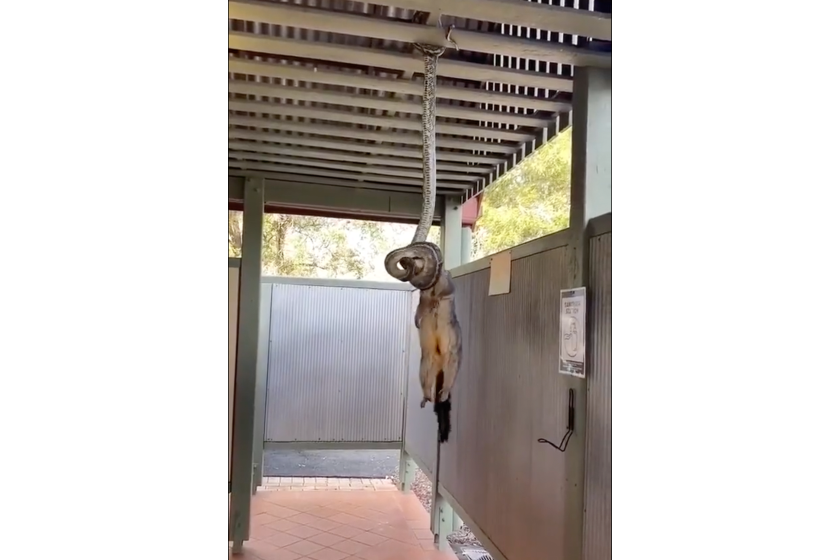 python trying to pull possum into rafters