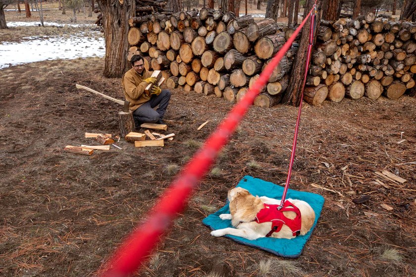 A tan dog sitting on a blue mat, connected to a red camping leash
