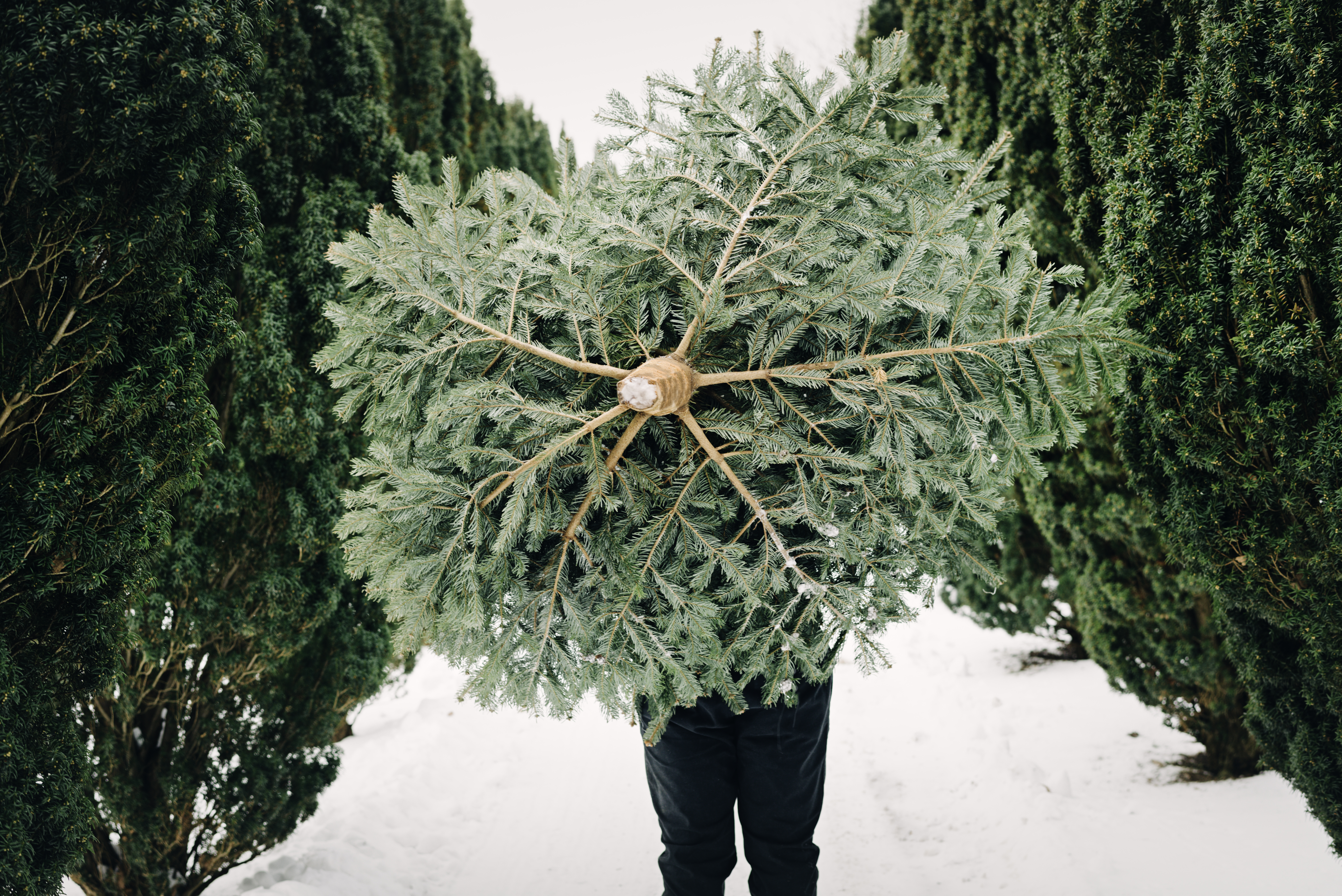 Cutting down a Christmas tree.