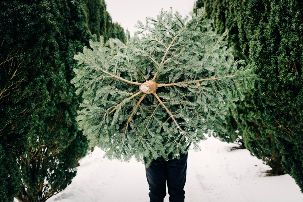 Cutting down a Christmas tree.