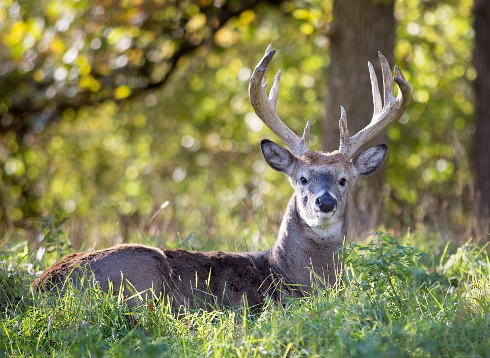 Close up image of a whitetail deer buck, lying down in the grass. Autumn in Wisconsin.