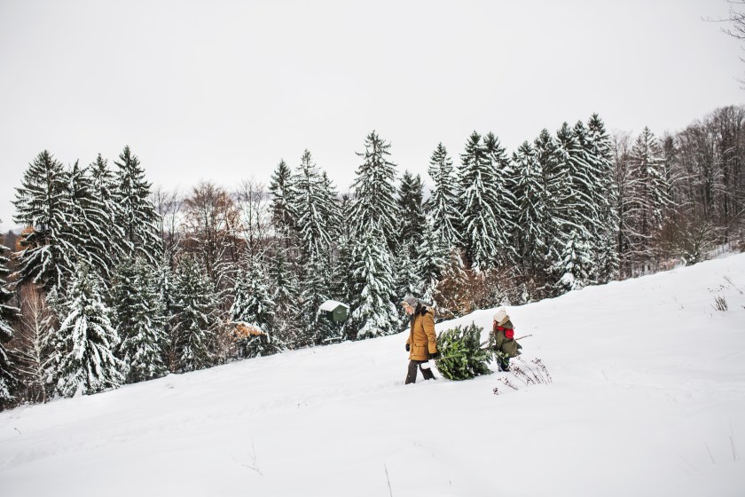 Harvesting your own Christmas tree is better for the environment.