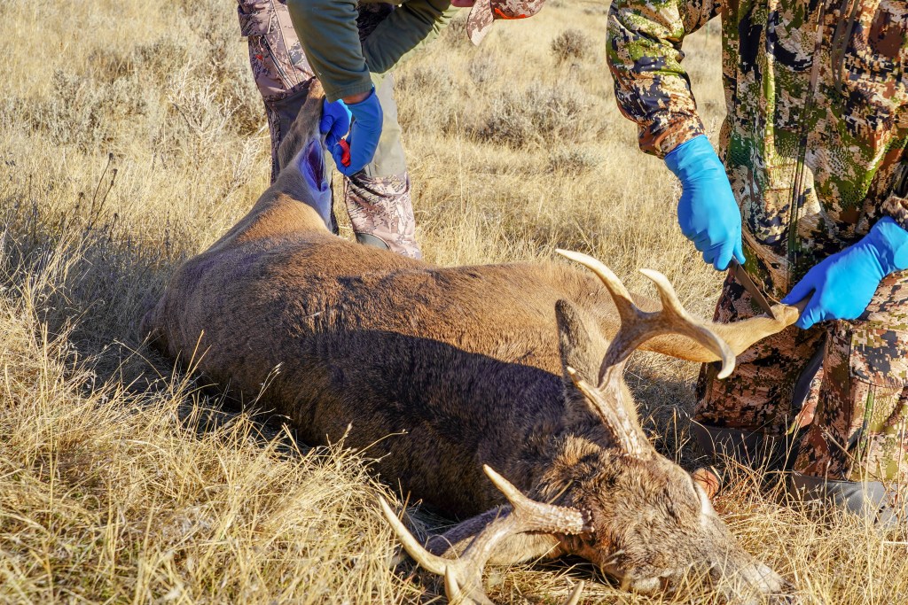 Two male deer hunters prepare to skin, dress and process the shot deer while in the field