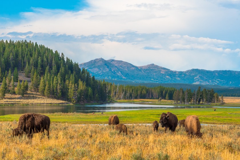 Yellowstone Bourbon donates back to the national parks.