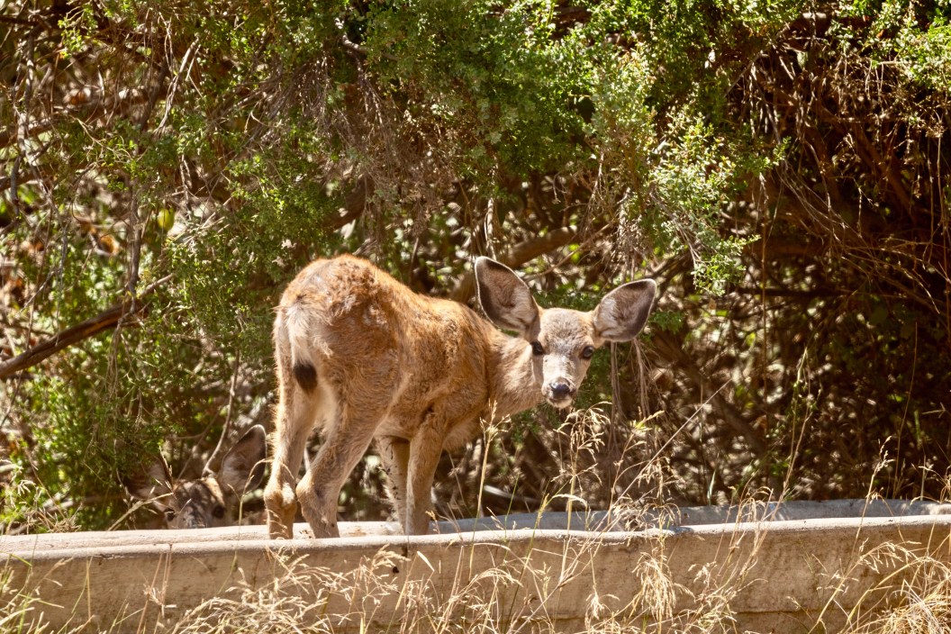 Mule deer on Catalina Island may soon be shot from helicopters.