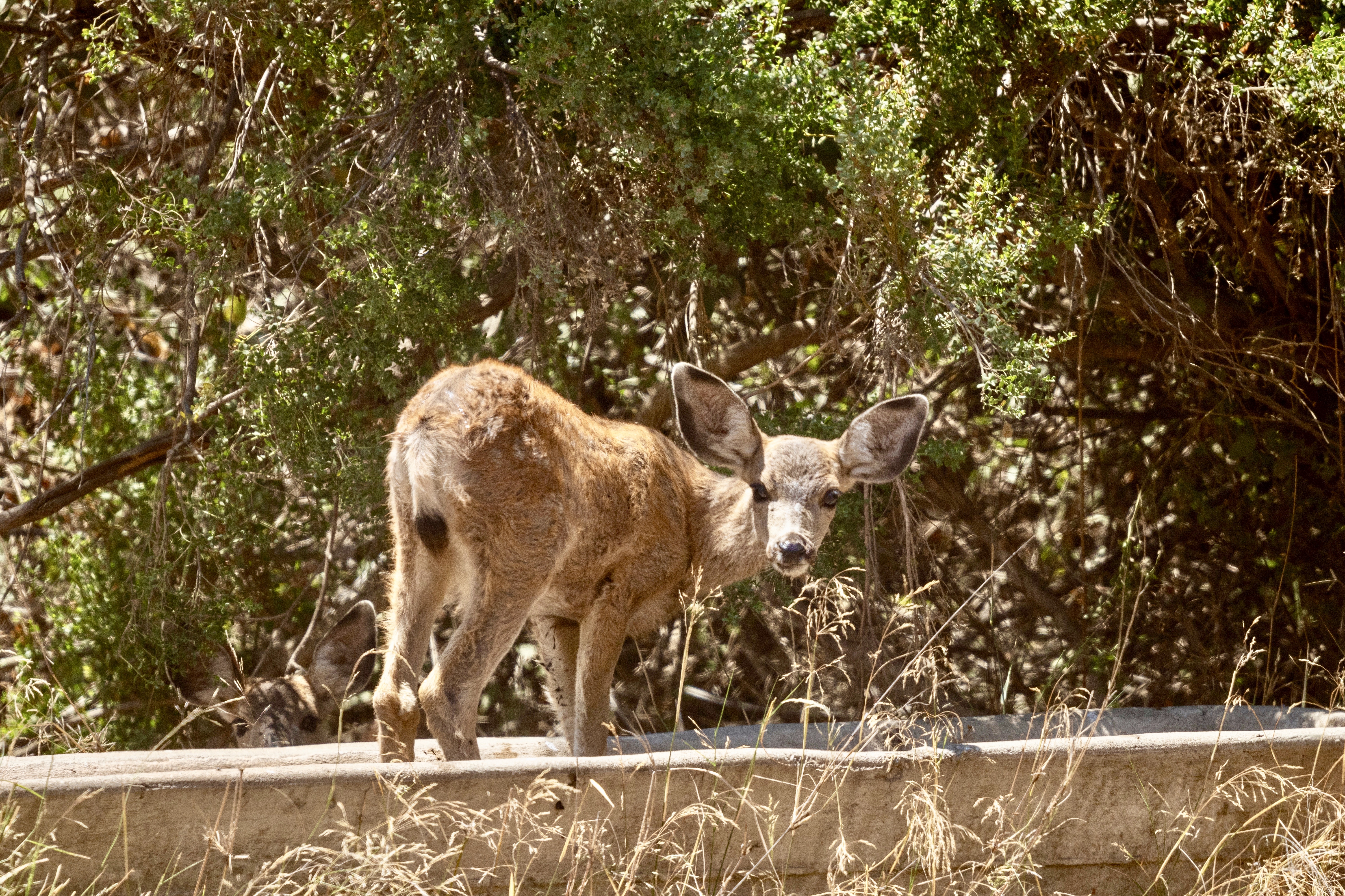 Mule deer on Catalina Island may soon be shot from helicopters.