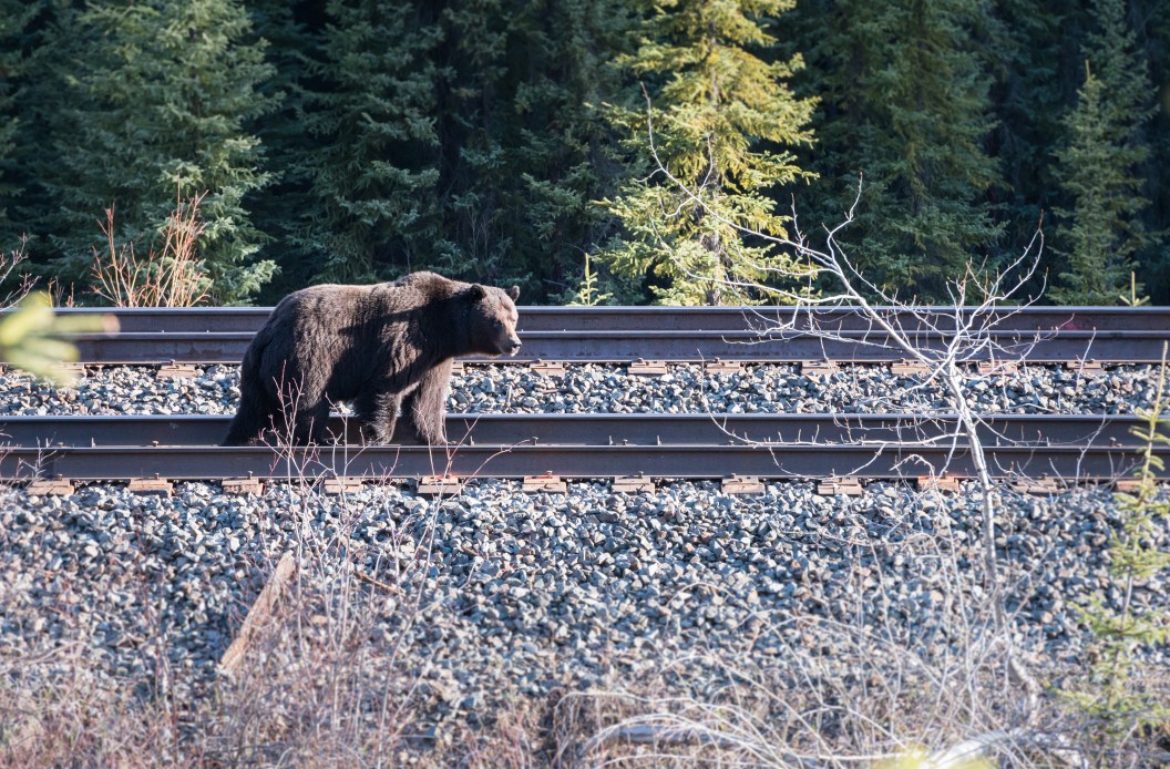 grizzly bear on the train tracks