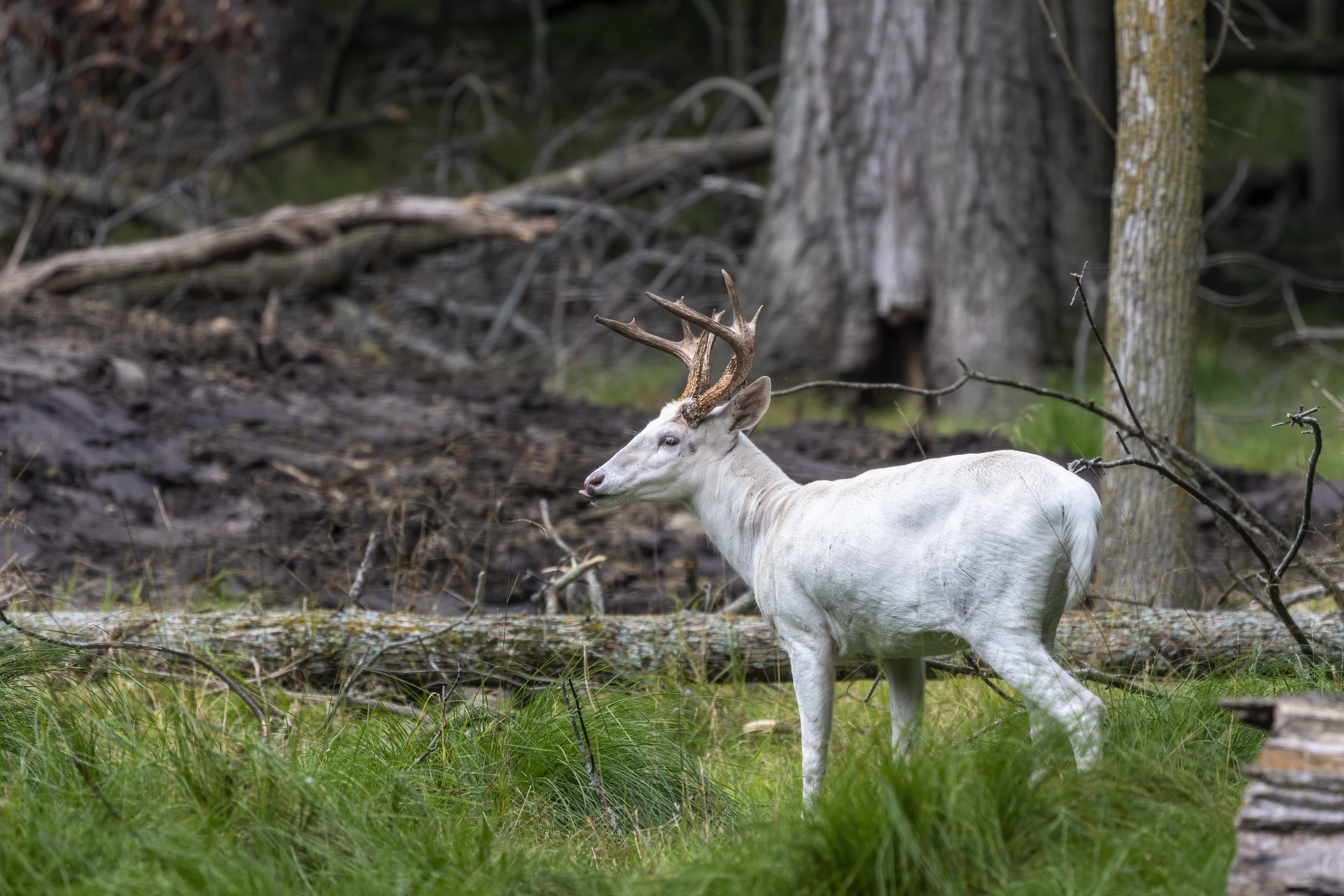 Leucistic deer are extremely rare.