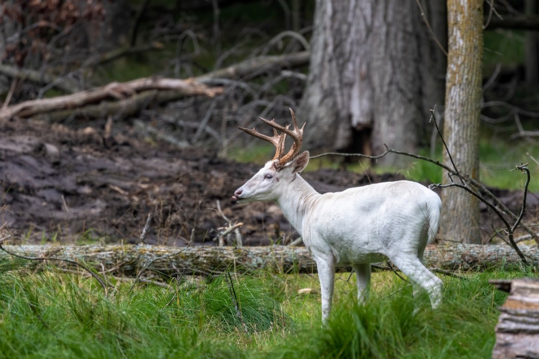 Leucistic deer are extremely rare.