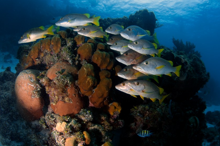 Reef fish in Belize, where the fishing is amazing.