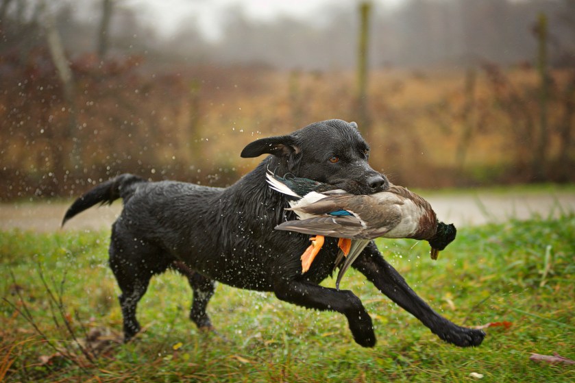The Best Bird Hunting Dogs, According to Decades of Experience