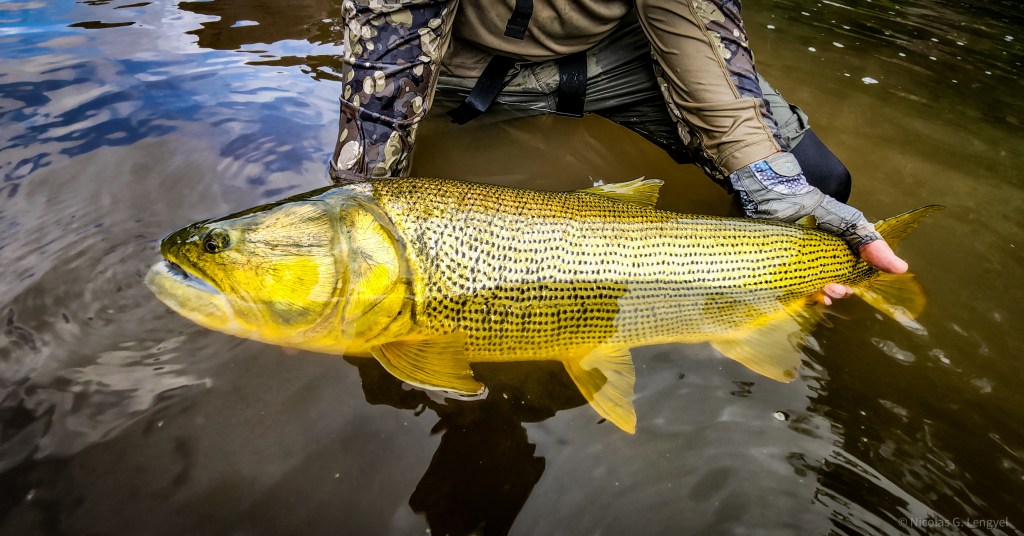 Bolivian Amazon