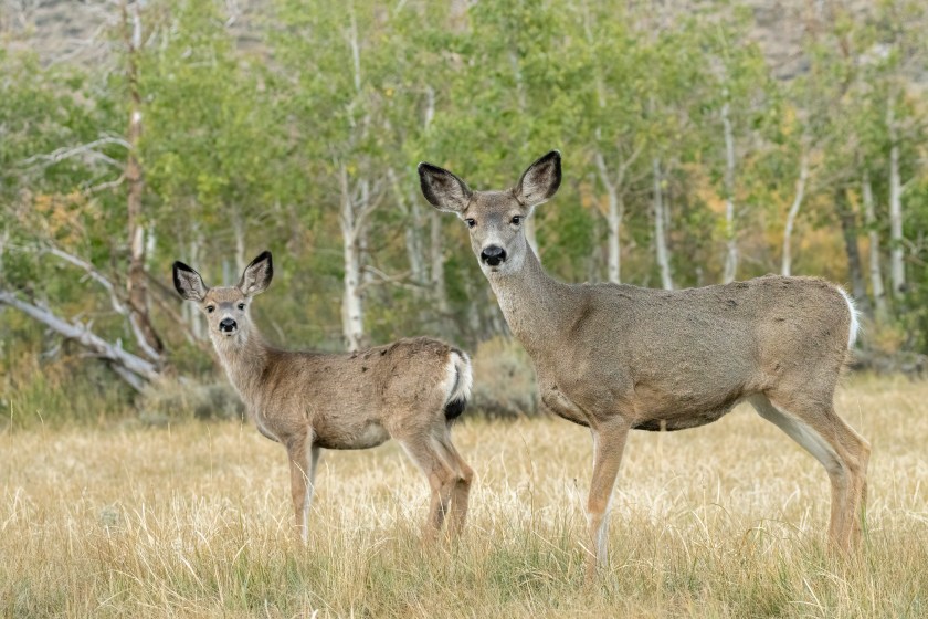 Mule deer on Catalina Island