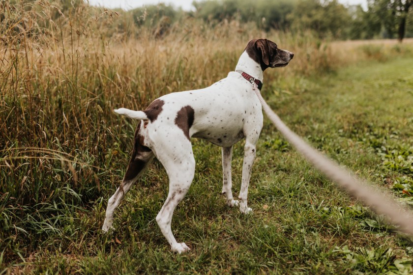 English Pointer waiting to bird hunt in a field