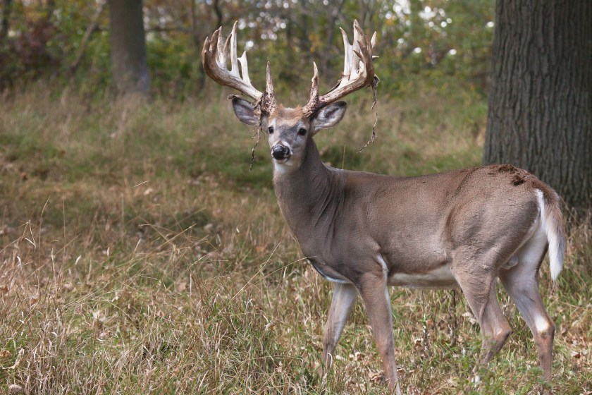 Buck fever is hard to shake, especially when you spot a huge rack.