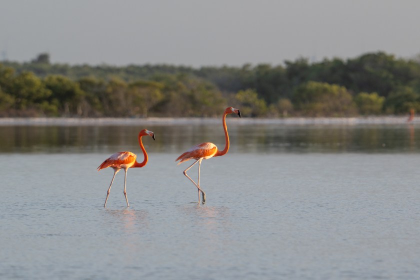 Two beautiful American flamingoes in the pond