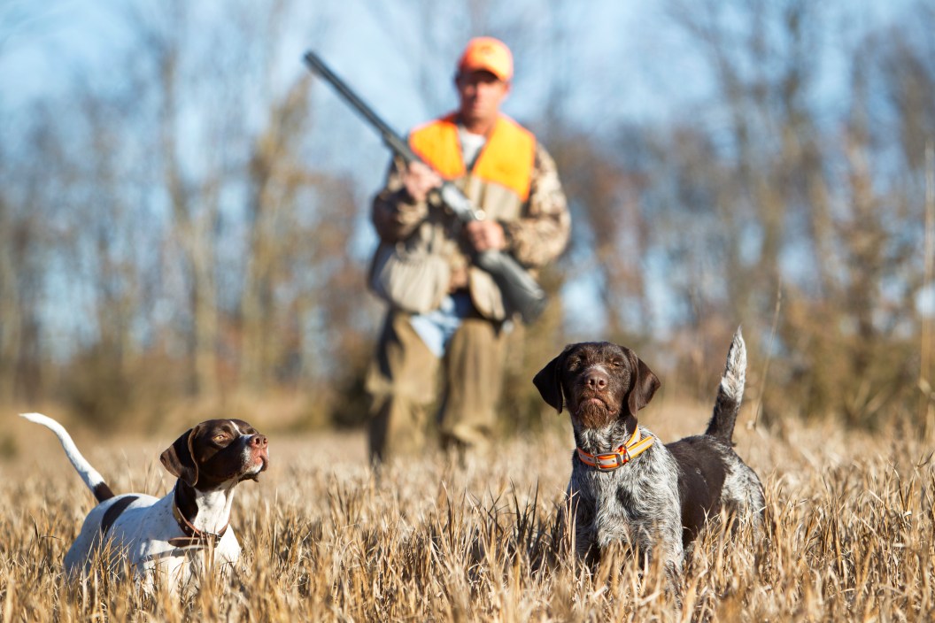 Man with two of the best bird dogs, english pointer and german wire haired pointer, upland bird hunting.