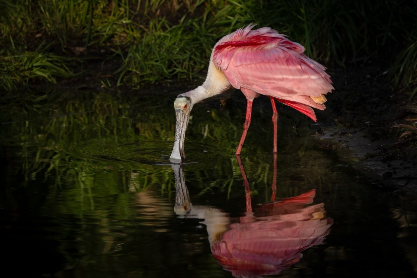 A roseate spoonbill, another bird that has been seen far from home.