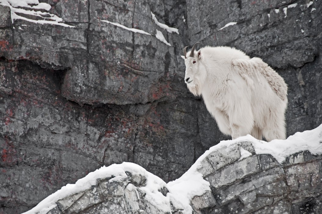 Mountain goat in snowy, avalanche terrain