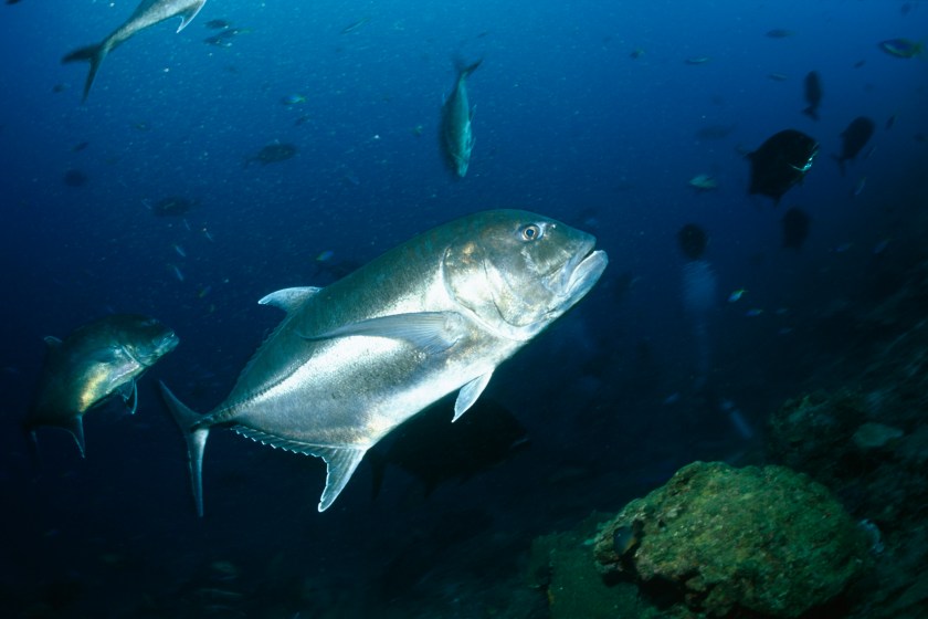 Giant Trevally are huge fish that are incredible to catch in the Seychelles.