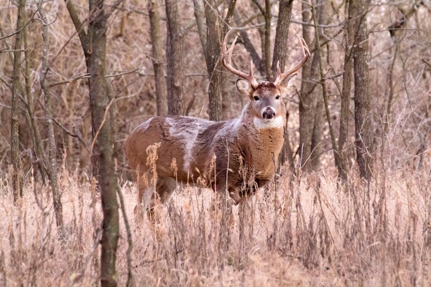 Big buck fever.