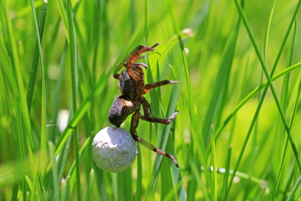 a wolf spider with egg cocoon