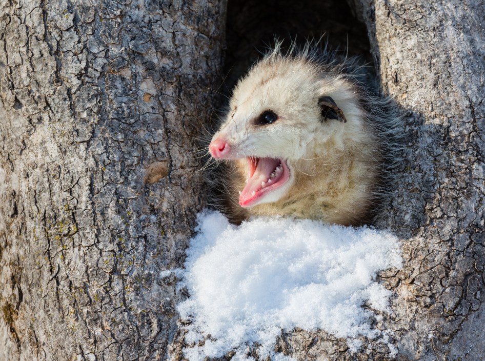 grubby the Alaska opossum