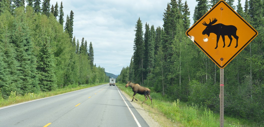 Picture of a moose crossing Chena Hot Springs Road near Fairbanks, Alaska