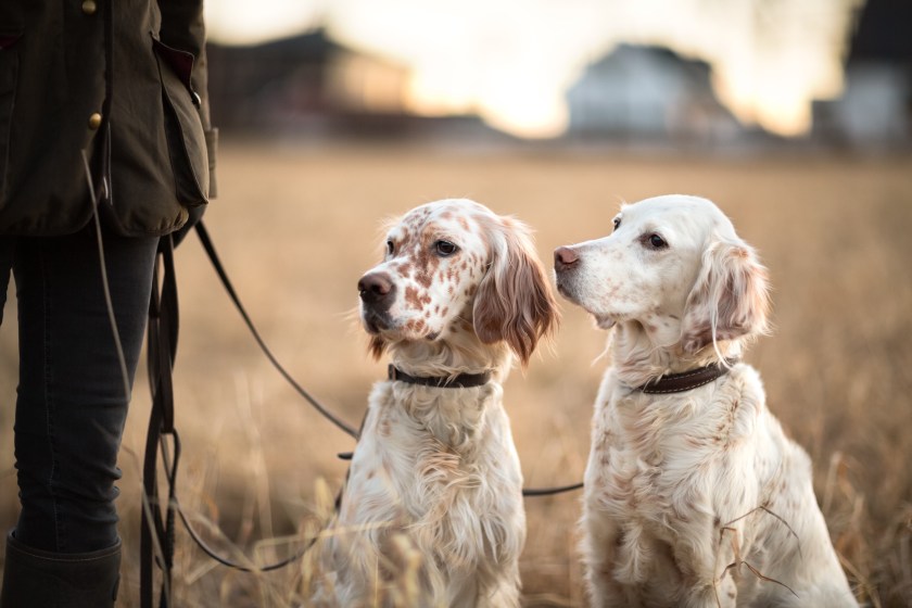 Two English Setters sitting next to the owner in a field, waiting to hunt birds