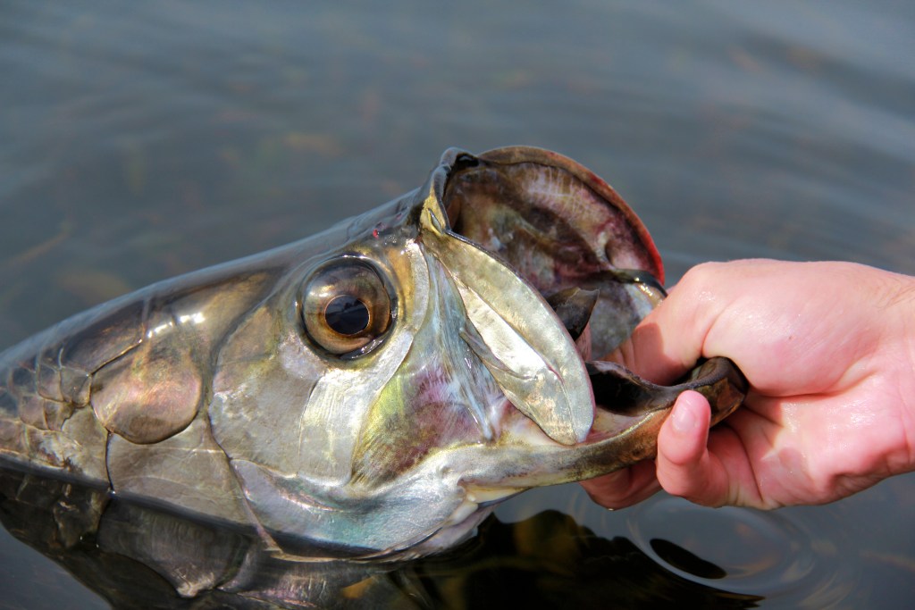 Baby tarpon (Megalops atlanticus) is a type of game fish. This one was was caught in the mangrove bear Campeche, MexicoBaby tarpon (Megalops atlanticus) is a type of game fish. This one was was caught in the mangrove bear Campeche, Mexico