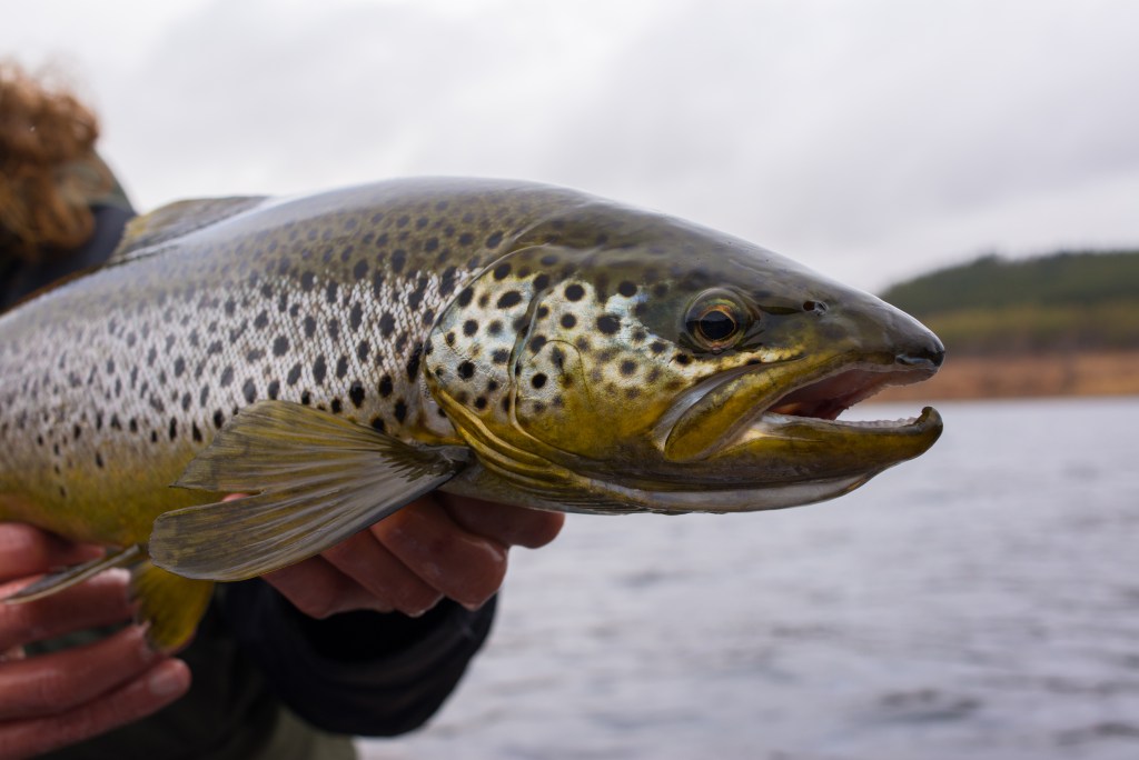 Big wild brown trout just caught on fisherman's hands before release