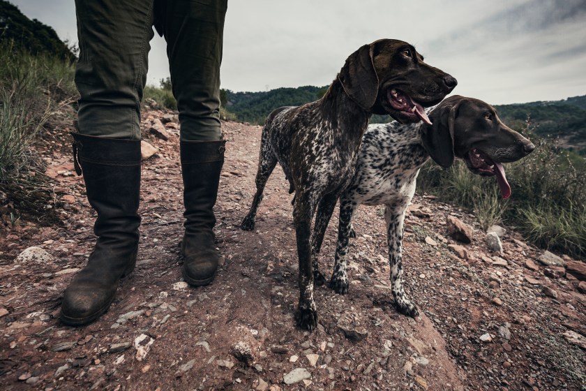 Two German shorthaired pointer bird hunting dogs