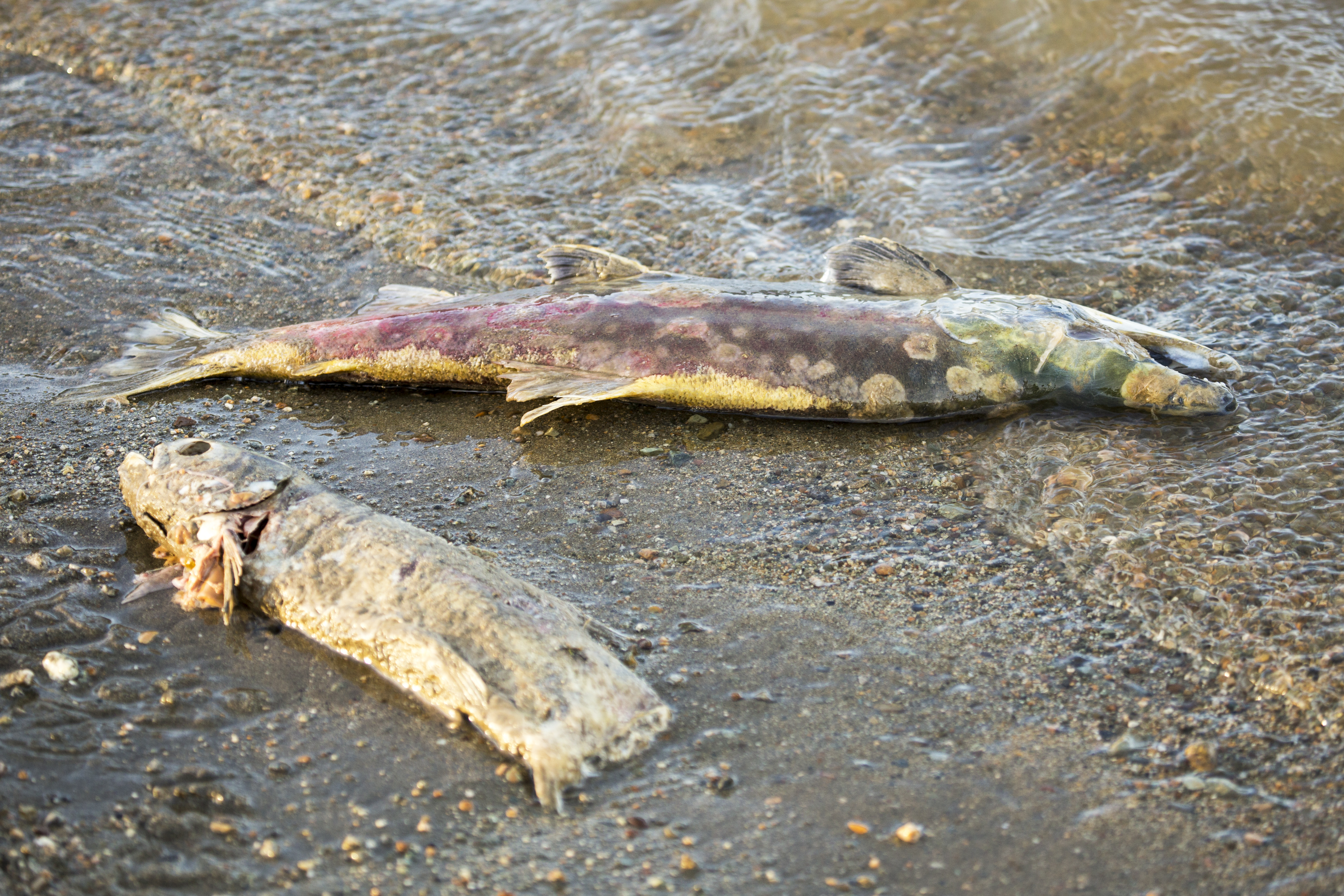 freshwater fish threatened with extinction