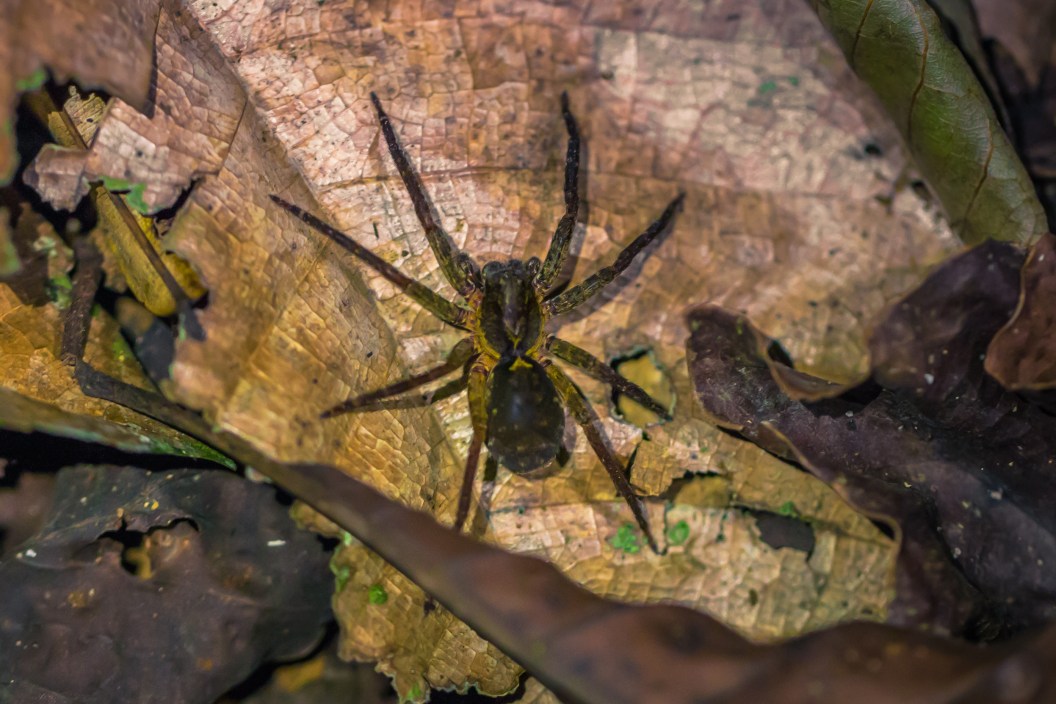 Manu National Park, Peru - August 07, 2017: Wolf spider in the darkness of the Amazon rainforest of Manu National Park, Peru