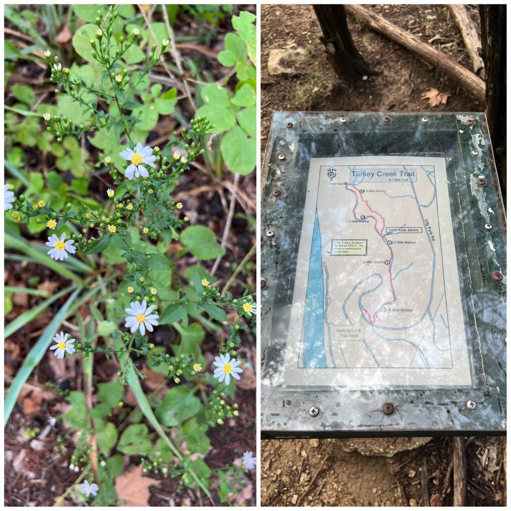 Left: foliage found in Turkey Creek Trail, right is photo of Turkey Creek Trail map 
