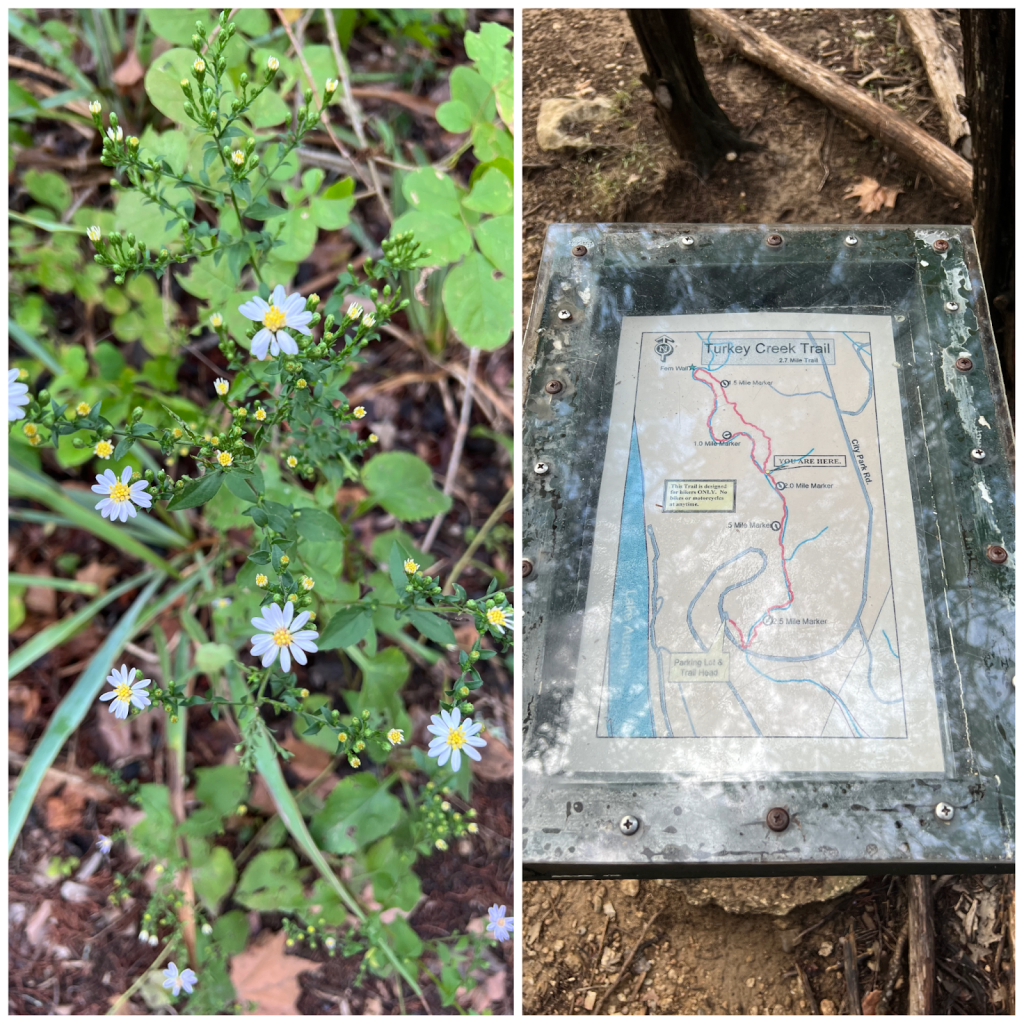 Left: foliage found in Turkey Creek Trail, right is photo of Turkey Creek Trail map