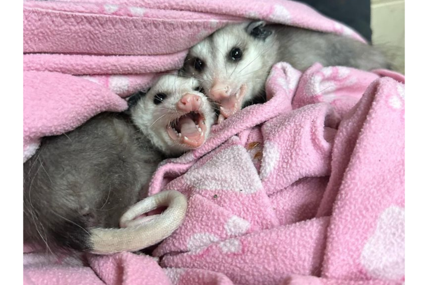 grubby the opossum and her babies