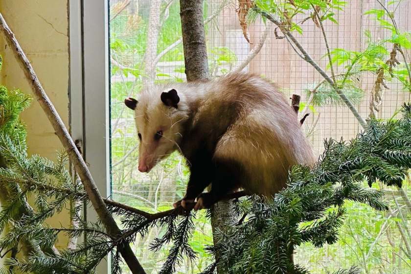 grubby the alaska opossum