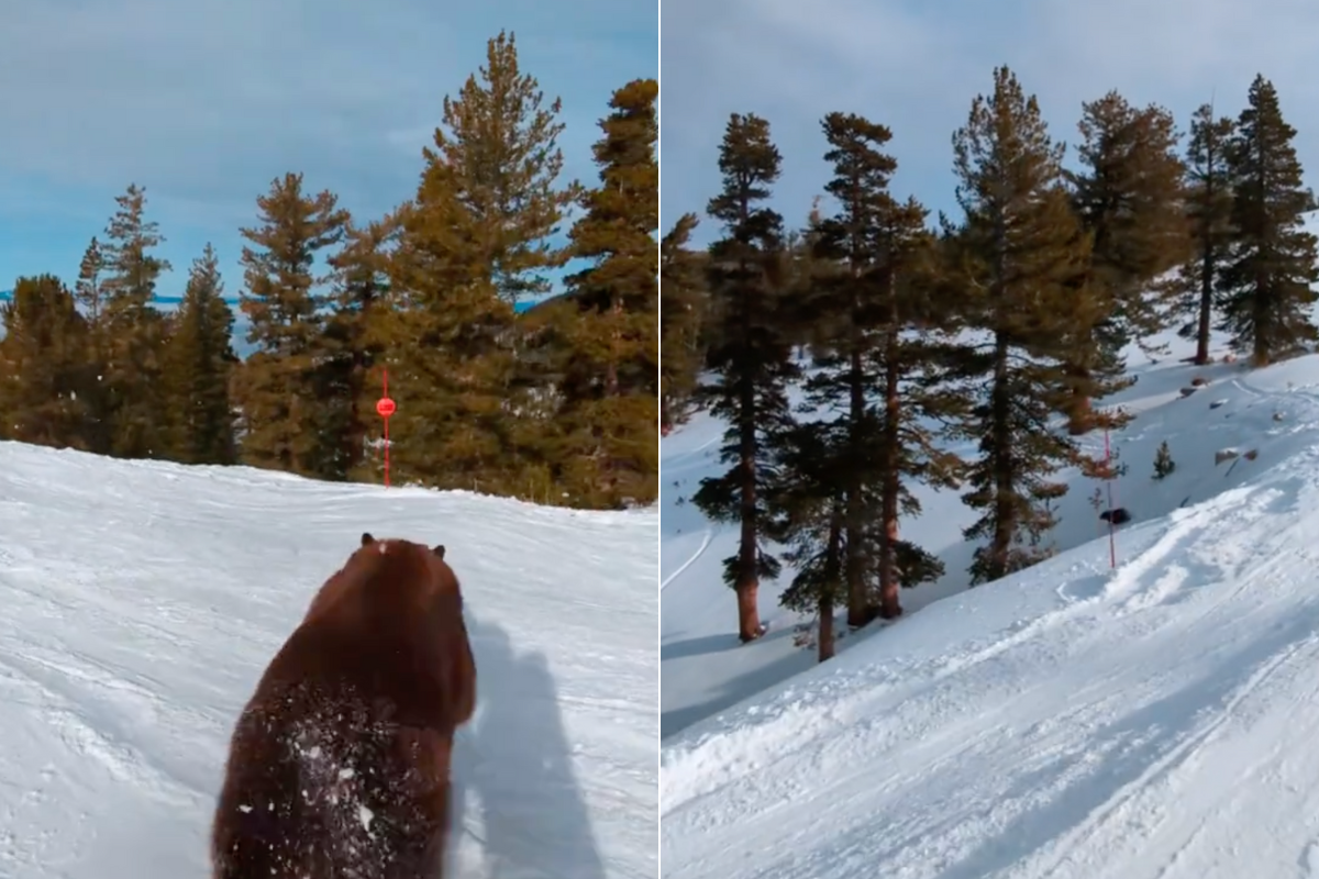 bear runs right infront of lake tahoe skier
