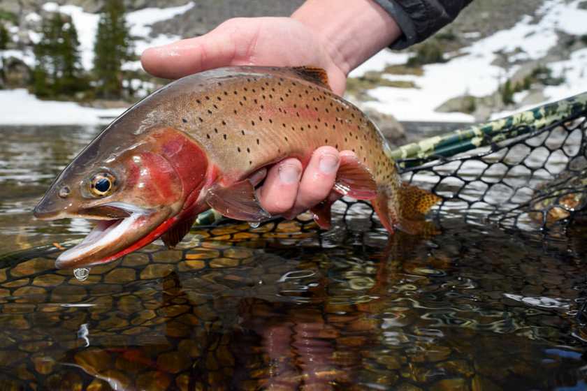 Trout Unlimited is a giving outdoors organization