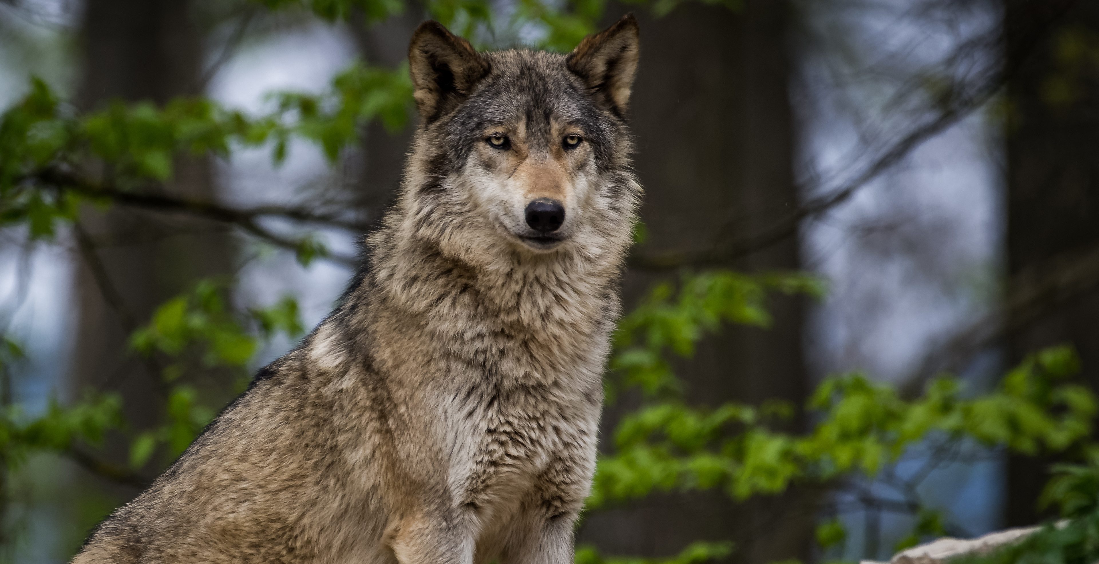 timber wolf