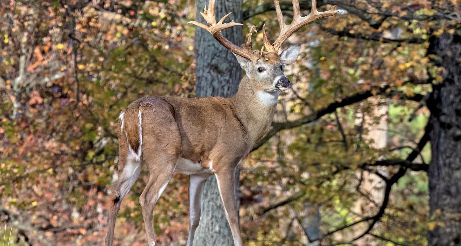 A massive buck stands among the tombstones.