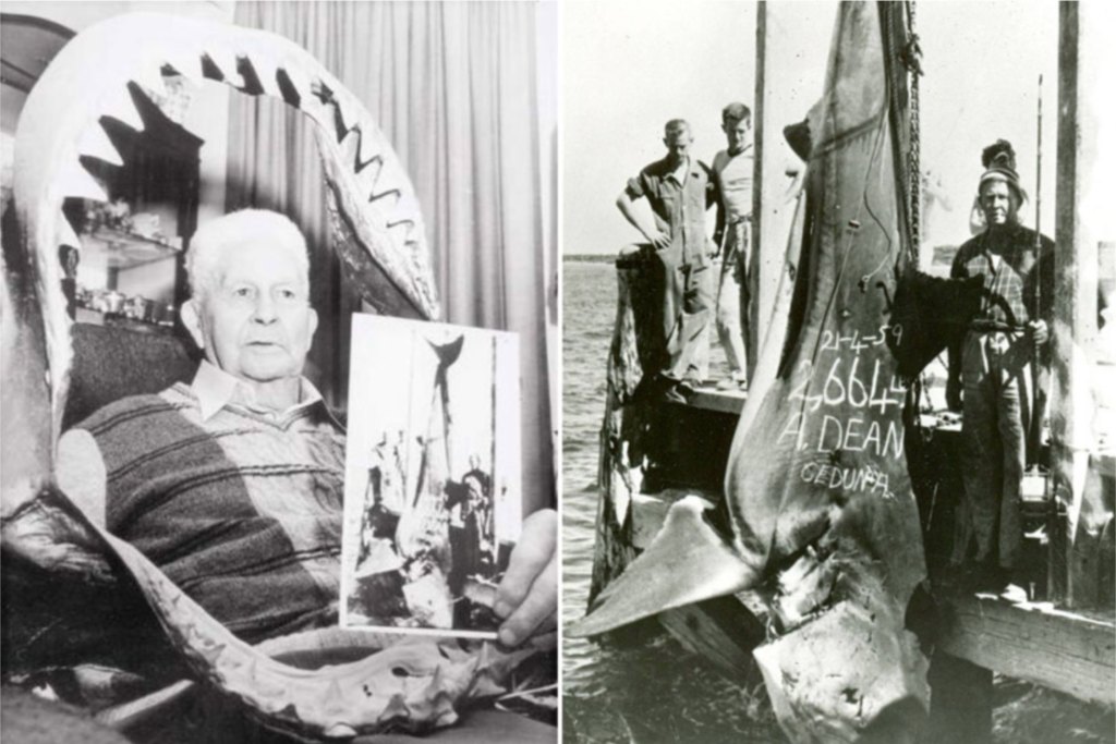 World-Record Great White Shark: How Was It Caught?