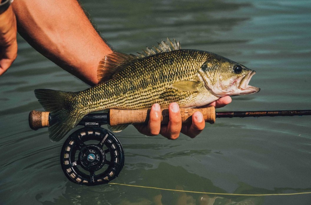 Best Reels for Fly Fishing
