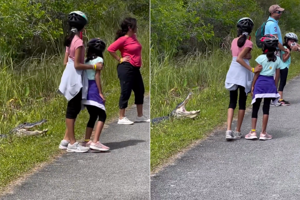 Kids stand too close to alligator