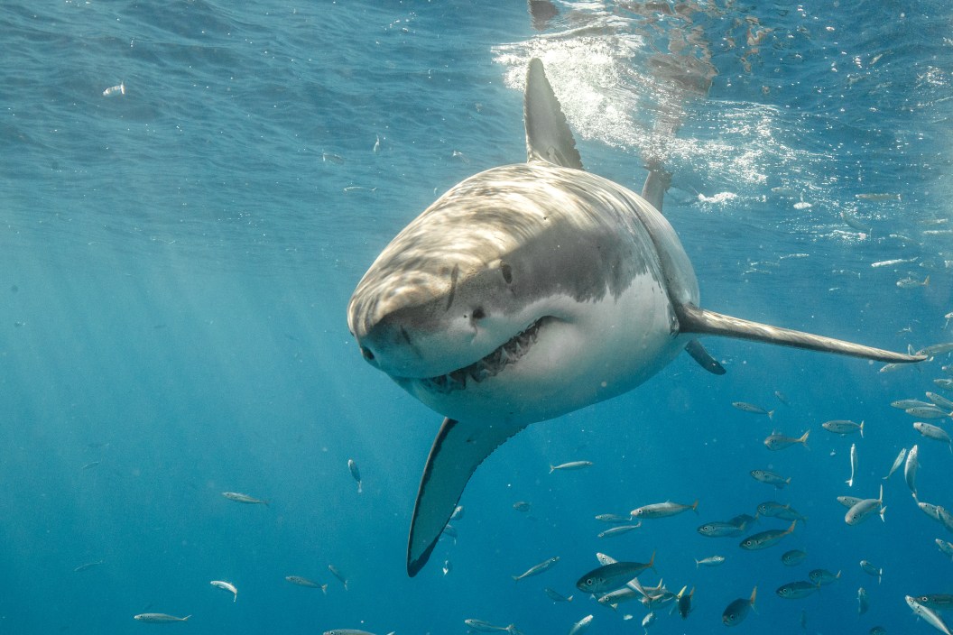 great white shark mexico