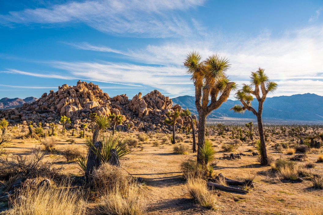 humans remains found in joshua tree state park