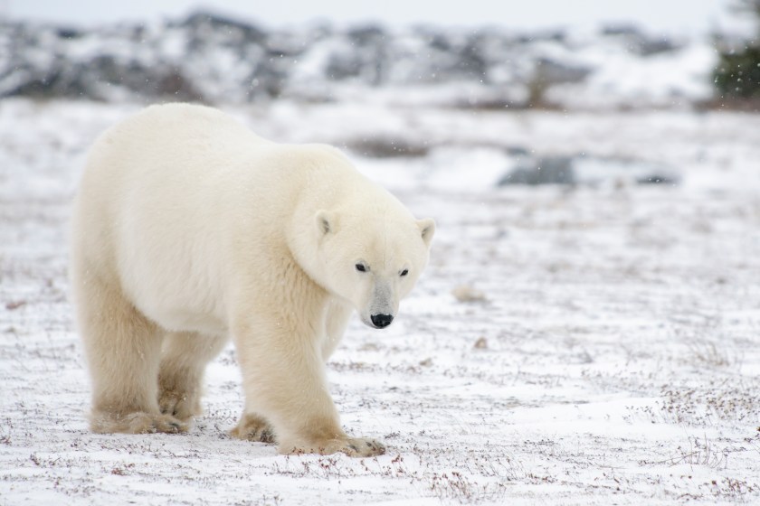 avian flu polar bear hottest year on record 2023